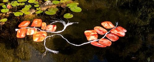 Salvinia liber – Installation – Collectif No Made 2019