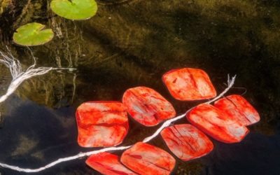 Salvinia liber – Installation – Collectif No Made 2019